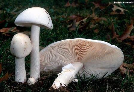   , Amanita phalloides 